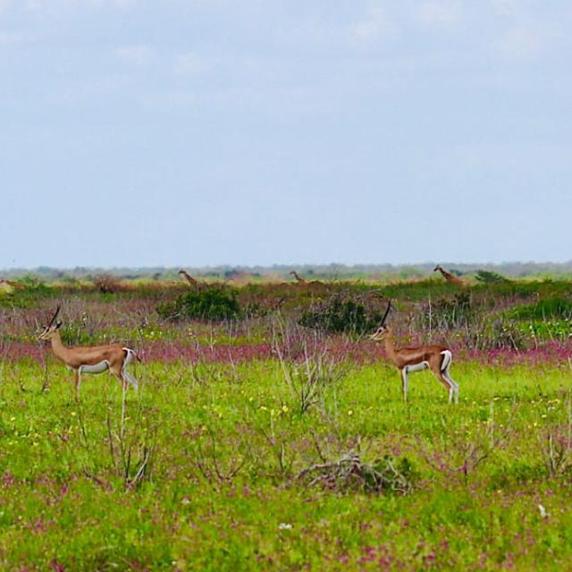 Antelope