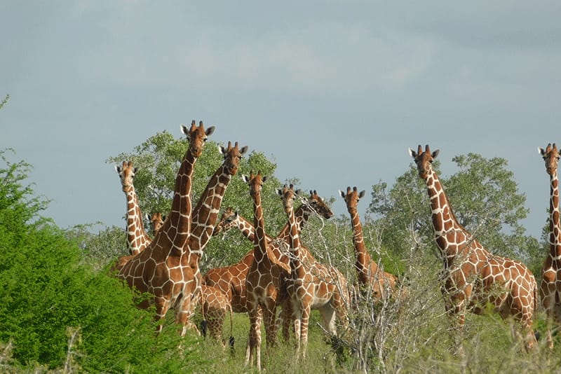 Girraffe