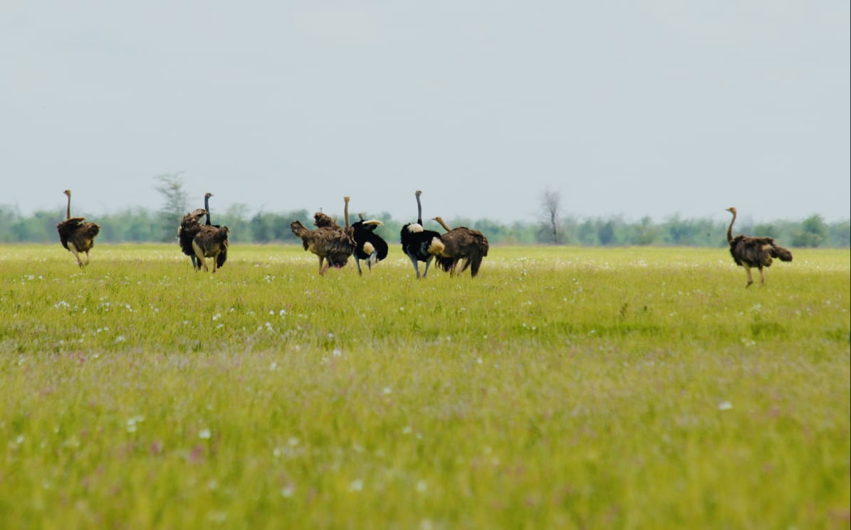 ostrich